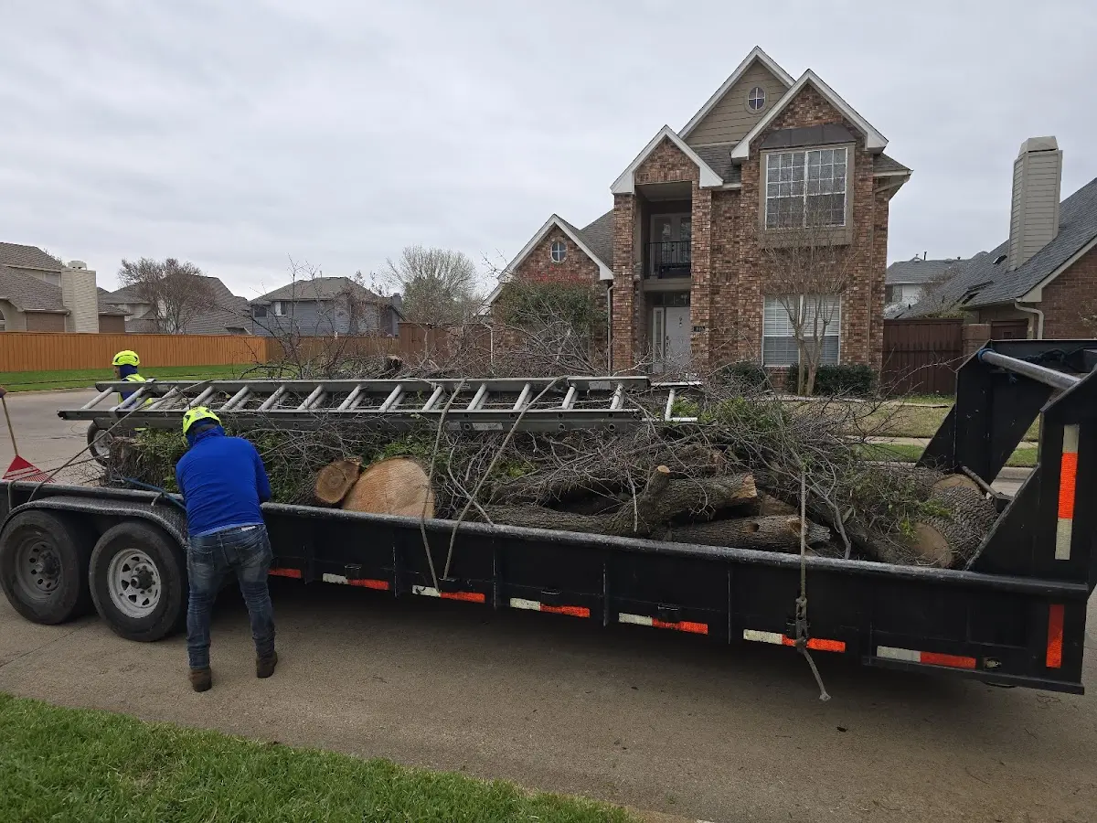 Expert Tree Removal with proper safety equipment in Avondale